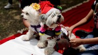 Dengan mengenakan pakaian dan aksesoris yang menggemaskan, anjing-anjing itu ikut serta dalam acara MatriCan (plesetan dari kata Spanyol untuk pernikahan dan anjing) di kawasan Lima, Peru, saat Hari Valentine.