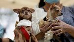 Gemas! Anjing di Peru Ikut Nikah Massal Saat Valentine