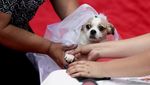 Gemas! Anjing di Peru Ikut Nikah Massal Saat Valentine