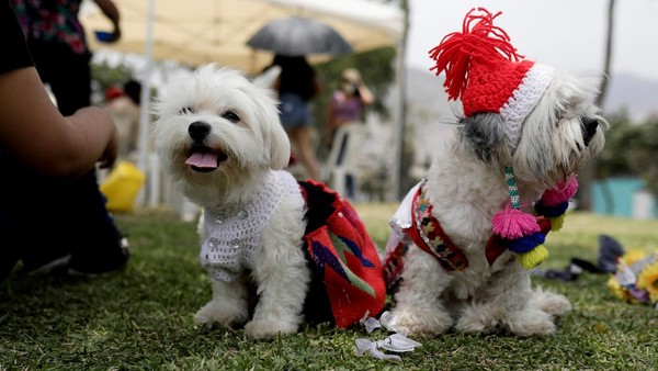 Dua ekor anjing mengenakan pakaian dan aksesoris yang menggemaskan saat ikut serta dalam kegiatan pernikahan simbolis yang digelar di kawasan Lima, Peru.