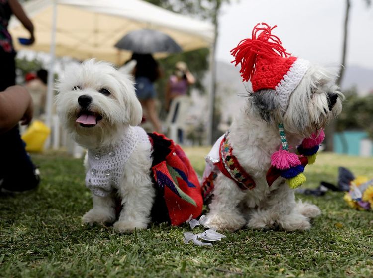 Gemas! Anjing di Peru Ikut Nikah Massal Saat Valentine