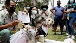 Gemas! Anjing di Peru Ikut Nikah Massal Saat Valentine