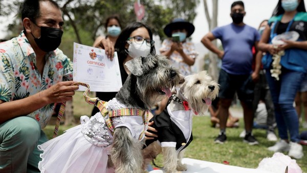 Gemasnya dua ekor anjing yang mengenakan pakaian pengantin saat ikut serta dalam kegiatan MatriCan (plesetan dari kata Spanyol untuk pernikahan dan anjing) yang digelar di kawasan Lima, Peru, untuk memeriahkan perayaan Hari Valentine.