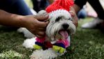 Gemas! Anjing di Peru Ikut Nikah Massal Saat Valentine