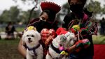 Gemas! Anjing di Peru Ikut Nikah Massal Saat Valentine