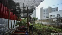 Mereka membudidayakan ikan dengan menggunakan kolam terpal.