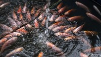 Ikan yang dibudidayakan mulai dari nila, lele, bawal hingga patin.
