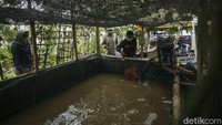 Biasanya warga mampu panen hingga 35 kilogram. Namun panen berikutnya diperkirakan akan mencapai 130 kilogram.