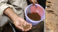 Seorang warga memberikan pakan kepada ikan-ikan yang dibudidayakan di Rusun Samawa. 