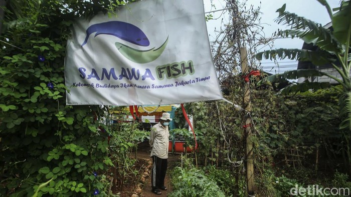 Dari Hobi, Warga Rusun Samawa Sukses Budidaya Ikan Warga melakukan budidaya ikan di Rusun Samawa, Pondok Kelapa, Jakarta, Selasa (15/2). Mereka melakukan budidaya untuk mengisi waktu dan menyalurkan hobi.