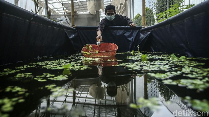 Warga melakukan budidaya ikan di Rusun Samawa, Pondok Kelapa, Jakarta, Selasa (15/2). Mereka melakukan budidaya untuk mengisi waktu dan menyalurkan hobi.