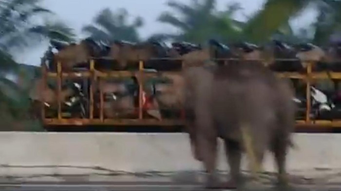 Gajah terekam kamera nyeberang di Tol Pekanbaru-Dumai (dok. Istimewa)