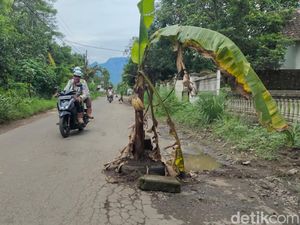 Warga Kediri Tanami Pohon Pisang Jalan Rusak yang Tak Juga Diperbaiki