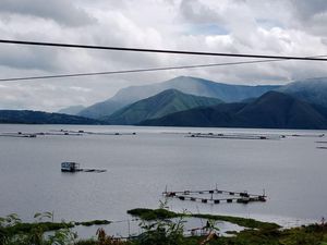 Ganggu Ekosistem Danau Toba, Ini Fakta Ikan Iblis Merah