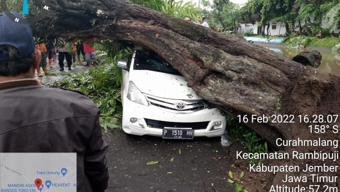 pohon tumbang timpa mobil di jember