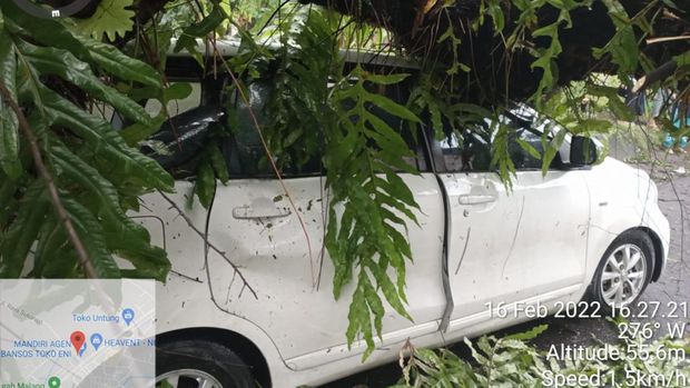 pohon tumbang timpa mobil di jember