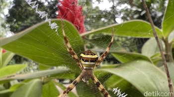 Foto makro kiri.  Foto: Anggoro Suryo Jati/detikINET
