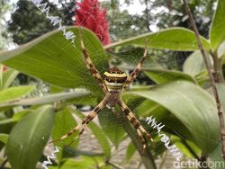 Blind Test Kamera Galaxy S22 Ultra Vs iPhone 13 Pro, Suka Mana?