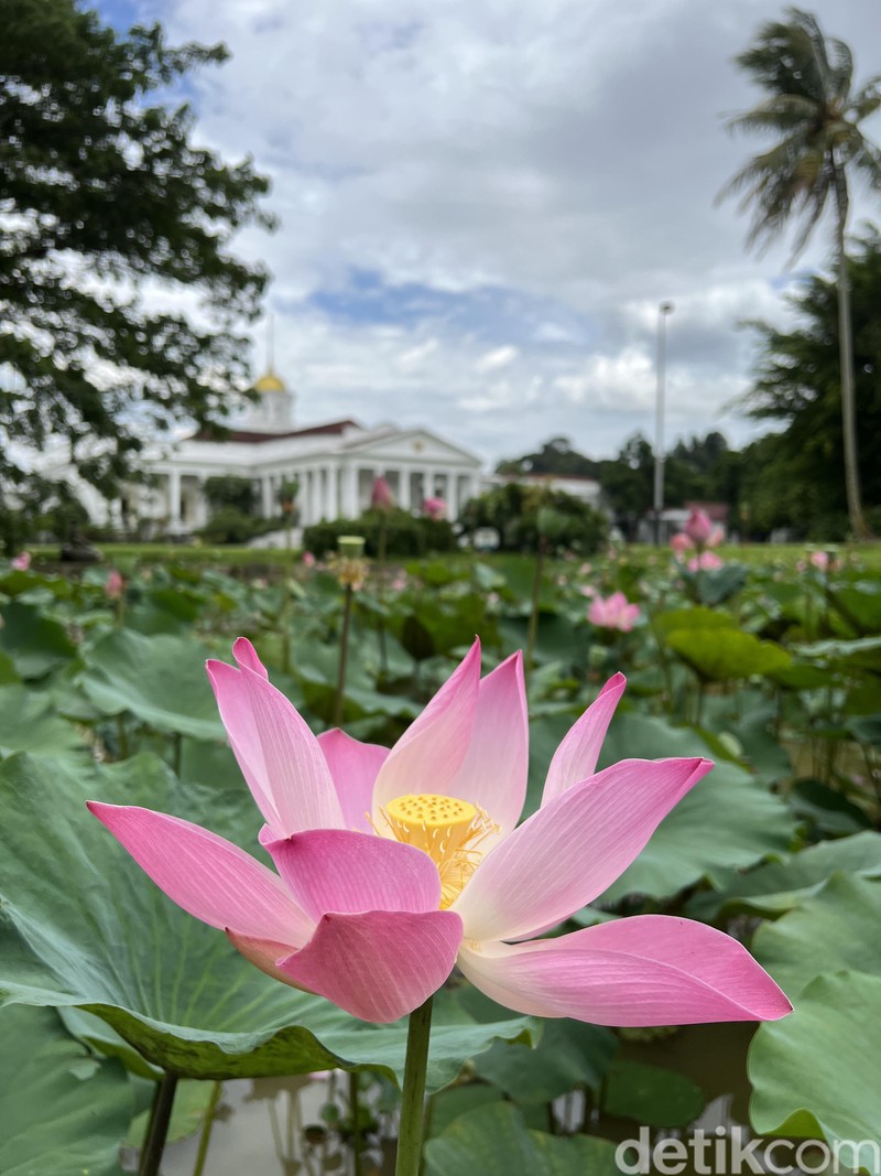 Test Kamera iPhone vs S22 Ultra