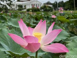 Blind Test Kamera Galaxy S22 Ultra Vs iPhone 13 Pro, Suka Mana?