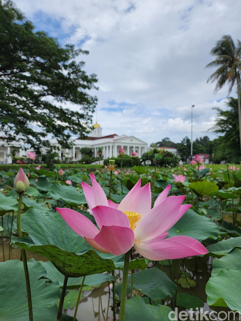 Test Kamera S22 vs iPhone