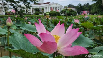 Foto kiri. Foto: Adi Fida Rahman/detikINET