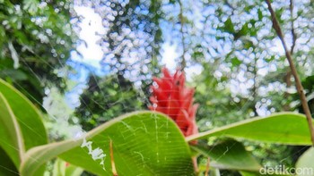 Foto makro kanan. Foto: Adi Fida Rahman/detikINET