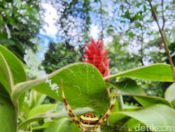 Blind Test Kamera Galaxy S22 Ultra Vs iPhone 13 Pro, Suka Mana?