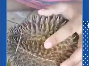 Duh, Pedagang Nakal Jual Durian Zonk di Pasar Wisata Cheng Hoo Pasuruan