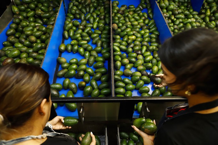 AS Larang Impor Alpukat dari Meksiko, Ada Apa? Pemerintah AS melarang impor buah alpukat dari Meksiko. Presiden Manuel Obrador menilai larangan tersebut terkait persaingan di dalam negeri AS.