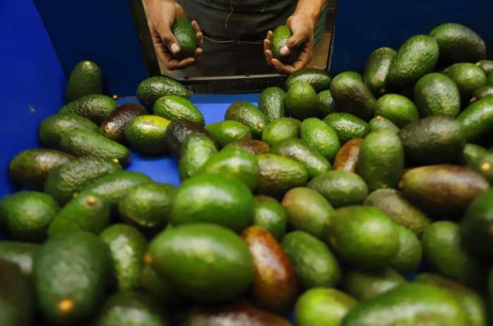 AS Larang Impor Alpukat dari Meksiko, Ada Apa? Pemerintah AS melarang impor buah alpukat dari Meksiko. Presiden Manuel Obrador menilai larangan tersebut terkait persaingan di dalam negeri AS.