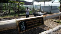 Langgoso Aswin memulai ternak burung unta sejak 2017.