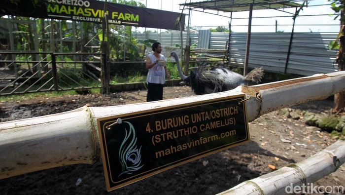 Bisnis Menjanjikan dari Penangkaran Burung Unta Mahasvin Farm di Sleman, Yogyakarta, adalah salah satu tempat penagkaran burung unta. Sepasang burung unta dijual dengan harga puluhan juta rupiah.