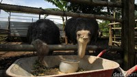 Bisnis unggas langka ini menjanjikan keuntungan yang besar.