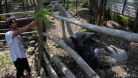 Sepasangnya burung unta ini dijual dengan harga puluhan juta rupiah.
