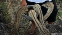 Kebanyakan burung unta ini berasal dari Afrika.
