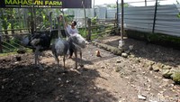 Mahasvin Farm memiliki burung unta tertua berusia 6 tahun.