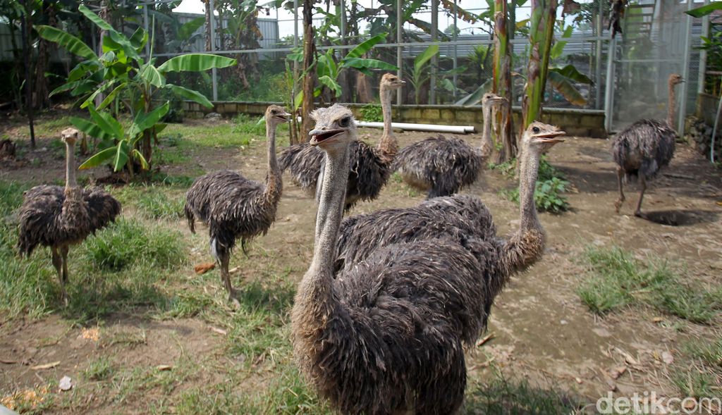 Mahasvin Farm di Sleman, Yogyakarta, adalah salah satu tempat penagkaran burung unta. Sepasang burung unta dijual dengan harga puluhan juta rupiah.