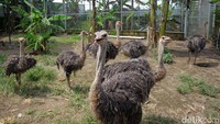Sementara total burung unta yanhg dimiliki sebanyak 13 ekor.