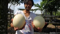 Beberapa burung untuk tampak telah bertelur.