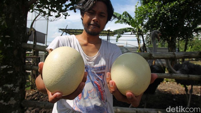 Bisnis Menjanjikan dari Penangkaran Burung Unta Mahasvin Farm di Sleman, Yogyakarta, adalah salah satu tempat penagkaran burung unta. Sepasang burung unta dijual dengan harga puluhan juta rupiah.