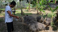 Langgoso Aswin (30) memberi makan burung unta di penangkaran Mahasvin Farm di desa Wedomartani, Ngemplak, Sleman, Yogyakarta, Kamis (17/2/2022).