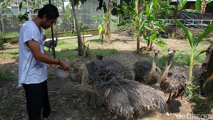 Bisnis Menjanjikan dari Penangkaran Burung Unta Mahasvin Farm di Sleman, Yogyakarta, adalah salah satu tempat penagkaran burung unta. Sepasang burung unta dijual dengan harga puluhan juta rupiah.