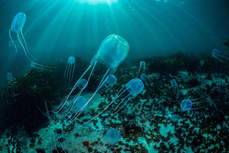 Box jellyfish sering ditemukan mengambang di perairan Indo-Pasifik utara Australia. Racunnya sangat kuat sehingga banyak dari ratusan korban yang dilaporkan setiap tahunnya mengalami syok atau sekarat karena gagal jantung sebelum mencapai pantai. Orang yang selamat terkadang dapat mengalami rasa sakit yang cukup besar selama berminggu-minggu setelahnya.