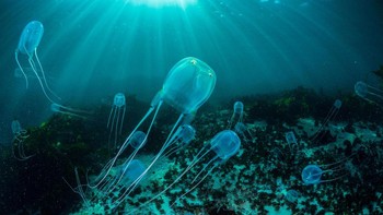 Box jellyfish sering ditemukan mengambang di perairan Indo-Pasifik utara Australia. Racunnya sangat kuat sehingga banyak dari ratusan korban yang dilaporkan setiap tahunnya mengalami syok atau sekarat karena gagal jantung sebelum mencapai pantai. Orang yang selamat terkadang dapat mengalami rasa sakit yang cukup besar selama berminggu-minggu setelahnya. Foto: Alamy