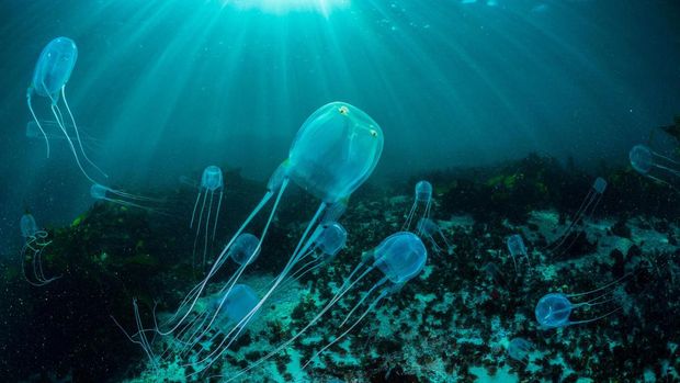 Box jellyfish sering ditemukan mengambang di perairan Indo-Pasifik utara Australia. Racunnya sangat kuat sehingga banyak dari ratusan korban yang dilaporkan setiap tahunnya mengalami syok atau sekarat karena gagal jantung sebelum mencapai pantai. Orang yang selamat terkadang dapat mengalami rasa sakit yang cukup besar selama berminggu-minggu setelahnya.
