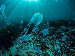 9 Hewan Paling Berbahaya di Dunia