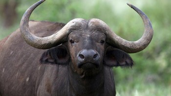 Cape buffalo jumlahnya diperkirakan hanya sekitar 900 ribu dan ditemukan di sub-Sahara Afrika. Ia cukup agresif dan memiliki tubuh hingga 6 kaki (1,8 m) dan berat 900 kg. Foto: CNN
