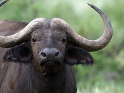 9 Hewan Paling Berbahaya di Dunia