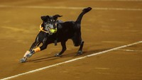 Seekor anjing berlari sambil menggigit bola tenis.